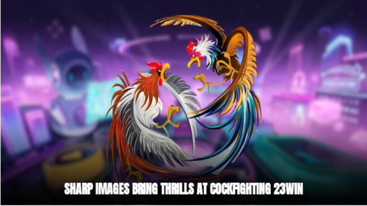 Cockfighting 23win- Enjoy Dramatic Competitions
