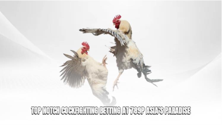 Cockfighting 789p - Asia's Top Class Cockfighting Paradise