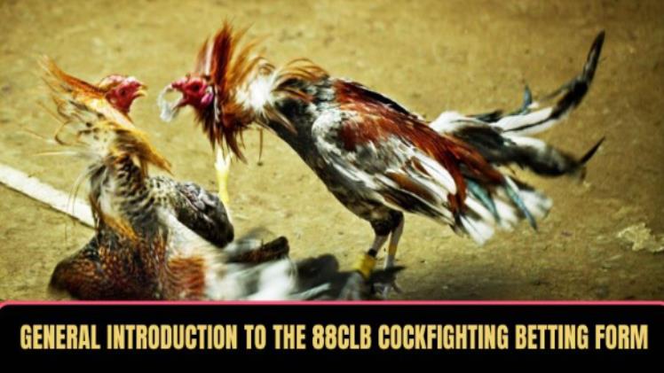 Effective 88CLB Cockfighting Betting With Standard Secrets From Experts
