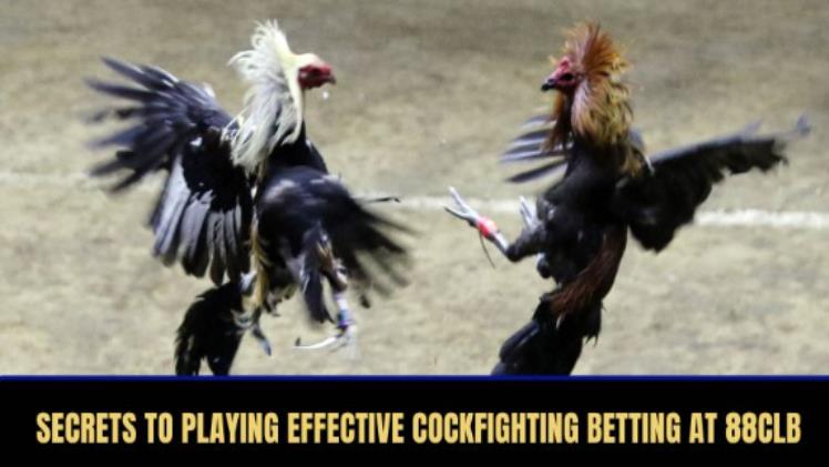 Effective 88CLB Cockfighting Betting With Standard Secrets From Experts
