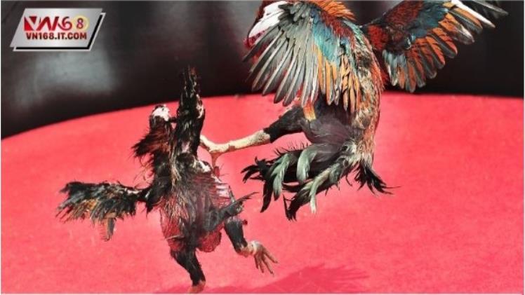 Top Strategies to Win Big in Thomo Cockfighting at VN168